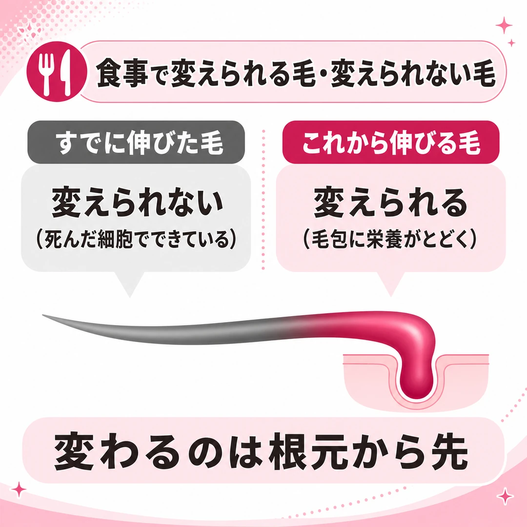 食事で変えられる毛と変えられない毛を左右で対比した図。すでに伸びた毛は死んだ細胞でできていて変えられず、これから伸びる毛は毛包に栄養がとどくため変えられる