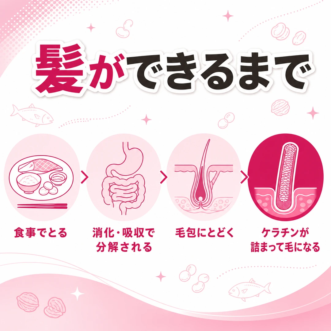 食べたものが髪になるまでの流れを4段階で示した図。食事でとる、消化・吸収で分解される、毛包にとどく、ケラチンが詰まって毛になる
