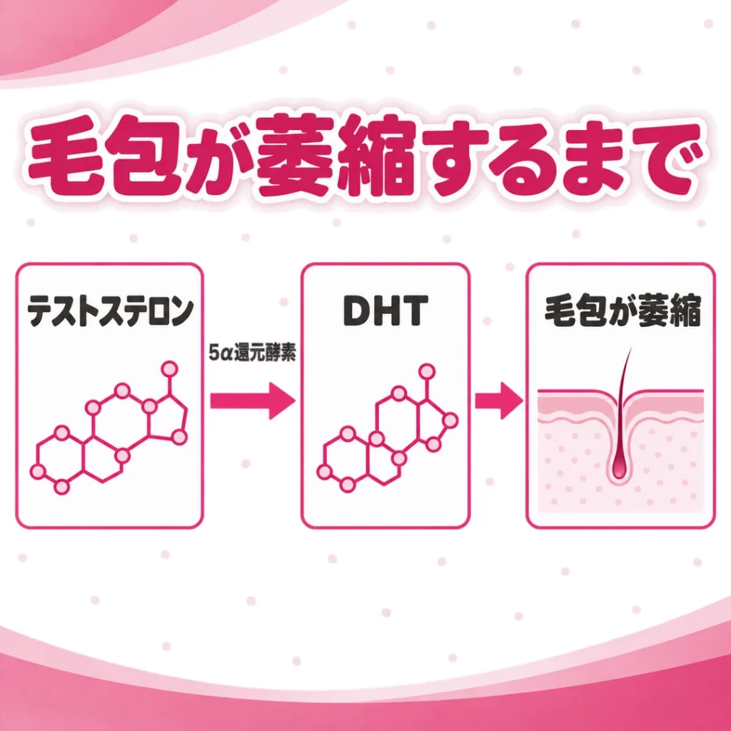 AGAで毛包が萎縮するまでの流れの図。テストステロンが5α還元酵素によってDHTに変わり、毛包を萎縮させる。